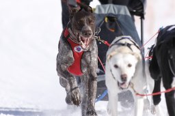 Lenk 2013